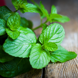 Peppermint Essential Oil - RRP $19.95 - Wholesale
