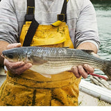 5, -, piece, fishing tackle, buy online australia, fast shipping, best price