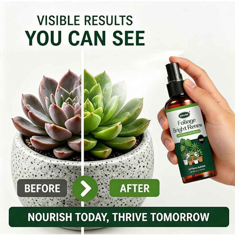 Green White Foliage Spray Plant Care Leaf Brightening Yellow Leaf Remover Dusting Spray In Australia - Darrahopens