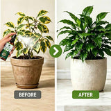 Green White Foliage Spray Plant Care Leaf Brightening Yellow Leaf Remover Dusting Spray In Australia - Darrahopens