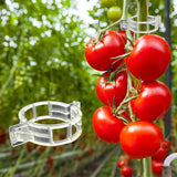 300 Pcs Tomato Trellis Clips, Plastic Plant Support Clips for Vines Cucumbers, Clear 30mm In Australia - Darrahopens