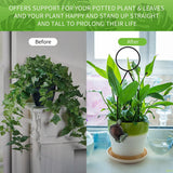 4 Pcs Small Metal Trellis for Potted Plants,Gold Trellis for Climbing Plants Indoor,Mini Trellis for Potted Plant Support (Black)