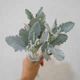 4pcs，Ins Grey Simulation Plant Silver Leaf Chrysanthemum Plush Sheep Horn Leaf Home Decoration Ornament Versatile