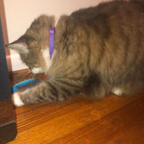 Interactive Indoor Hunting Cat Feeder | Award Winning Active Enrichment Cat Feeding System Indoor Hunting Feeder Cat In Australia - Darrahopens
