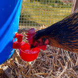 Automatic Poultry Waterer Cup Drinker for Chickens Ducks Quail Chicks Ducklings Chooks Bebederos Para Gallinas In Australia - Darrahopens