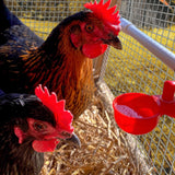 Automatic Poultry Waterer Cup Drinker for Chickens Ducks Quail Chicks Ducklings Chooks Bebederos Para Gallinas In Australia - Darrahopens