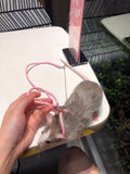 2 pcs Hamster Harness,Adjustable Harness Vest Leash Hamster Chest Straps with a Small Bell Rat Mouse Squirrel Small Animal