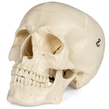 Medical Anatomical Skull Model - 3 Parts - Life Sized Human Mold Perfect Study Tool  The  mold is authentic In Australia - Darrahopens