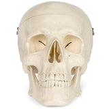 Medical Anatomical Skull Model - 3 Parts - Life Sized Human Mold Perfect Study Tool  The  mold is authentic In Australia - Darrahopens