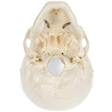 Medical Anatomical Skull Model - 3 Parts - Life Sized Human Mold Perfect Study Tool  The  mold is authentic In Australia - Darrahopens