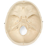 Medical Anatomical Skull Model - 3 Parts - Life Sized Human Mold Perfect Study Tool  The  mold is authentic In Australia - Darrahopens