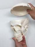 Medical Anatomical Skull Model - 3 Parts - Life Sized Human Mold Perfect Study Tool  The  mold is authentic In Australia - Darrahopens