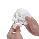 Mini Human Skull Model -Small Skeleton Head Skull Model -Includes Full Set of Teeth, Removable Skull Cap and Articulated Mandible In Australia - Darrahopens