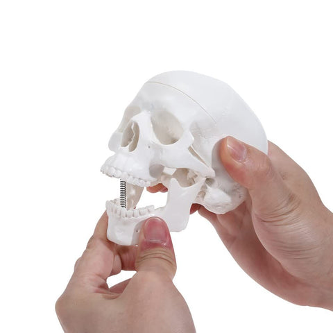 Mini Human Skull Model -Small Skeleton Head Skull Model -Includes Full Set of Teeth, Removable Skull Cap and Articulated Mandible In Australia - Darrahopens