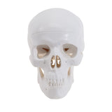 Mini Human Skull Model -Small Skeleton Head Skull Model -Includes Full Set of Teeth, Removable Skull Cap and Articulated Mandible In Australia - Darrahopens