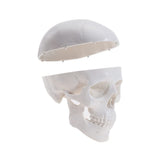 Mini Human Skull Model -Small Skeleton Head Skull Model -Includes Full Set of Teeth, Removable Skull Cap and Articulated Mandible