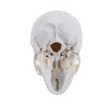 Mini Human Skull Model -Small Skeleton Head Skull Model -Includes Full Set of Teeth, Removable Skull Cap and Articulated Mandible