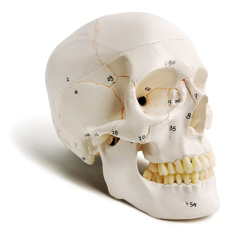 Classic Numbered Human Skull Model, Life Size , Medical Quality-3 Part-W/Sutures Painted, ; for Medical Student; Shows Most Major In Australia - Darrahopens