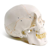 Classic Numbered Human Skull Model, Life Size , Medical Quality-3 Part-W/Sutures Painted, ; for Medical Student; Shows Most Major In Australia - Darrahopens