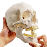 Classic Numbered Human Skull Model, Life Size , Medical Quality-3 Part-W/Sutures Painted, ; for Medical Student; Shows Most Major In Australia - Darrahopens