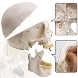 Classic Numbered Human Skull Model, Life Size , Medical Quality-3 Part-W/Sutures Painted, ; for Medical Student; Shows Most Major In Australia - Darrahopens