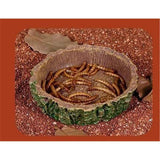 2 Pcs Reptile Feeding Dish Bowl,Reptile Tree Trunk Food/Water Dish for Reptiles,Amphibians,Bearded Dragon,Lizard,Gecko,Tortoise,Hermit Crab and Little Critters In Australia - Darrahopens
