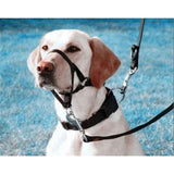 Pressure free dog training headband for traction, no traction hood, with adjustable seat belt for walking training, responsive large dog (M)Black In Australia - Darrahopens