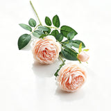 Artificial Champagne French Peony, Gentle Decor, 5 Pack In Australia - Darrahopens
