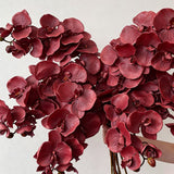Artificial Oil Painting Phalaenopsis, Dark Red, 3 Pack In Australia - Darrahopens
