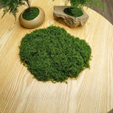 diy artificial moss lawn-Dark Green Filamentous Moss 30g