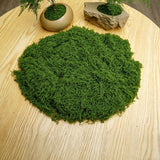 diy artificial moss lawn-Dark Green Filamentous Moss 50g In Australia - Darrahopens
