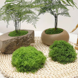 diy artificial moss lawn-Dark Green Filamentous Moss 200g In Australia - Darrahopens