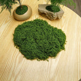 diy artificial moss lawn-Dark Green Filamentous Moss 20g