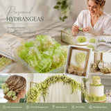 Pale Green Champagne Preserved Hydrangea Gradient DIY Candle Supply 5g Pack In Australia - Darrahopens