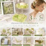 Pale Green Champagne Preserved Hydrangea Gradient DIY Accessory Kit 3 Pack In Australia - Darrahopens