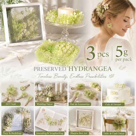 Pale Green Champagne Preserved Hydrangea Gradient DIY Accessory Kit 3 Pack In Australia - Darrahopens