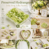 Pale Green Champagne Preserved Hydrangea Gradient DIY Supply Bundle 6 Pack In Australia - Darrahopens