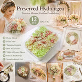 Warm Mixed Shade Preserved Hydrangea Craft Accessory Large Bulk Pack 12 Pack In Australia - Darrahopens