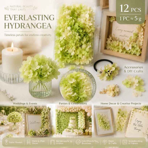 Pale Green Champagne Preserved Hydrangea Resin Making Bulk Supply Pack 12 In Australia - Darrahopens