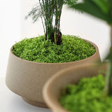 50g Dark Green Artificial Moss