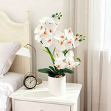 Artificial Moth Orchid Potted Plant, Bringing Natural Vitality into Your Home; Flowers Never Wilt, Staying Evergreen All Year Round./white