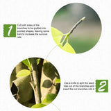 Grafting Tape Garden Tree Stretch Film Self-Adhesive Waterproof for Fruit Trees In Australia - Darrahopens