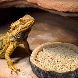 (4-Pack) Reptile Bowls and 100W UVA Heat Lamp Bulbs, (2-Pack) Water and Food Bowls and 4-Pack Reptile Heat Lamp Bulbs