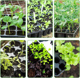 120 cell seedling starter tablets reusable, mini propagator, greenhouse growing kit, plant growing trays for indoor greenhouse plastic germination trays nurseries, growing