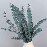 Natural Forever Eucalyptus Leaf Dried Real Eucalyptus Leaf Stems Bathroom Home Decor In Australia - Darrahopens