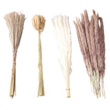 Natural Dried Pampas Grass Fluffy 15PCS White Pampas 15PCS Brown Pampas 50PCS Bunny Tail Grass 20PCS Reed Grass for Home Wedding Decor In Australia - Darrahopens