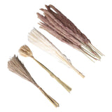 Natural Dried Pampas Grass Fluffy 15PCS White Pampas 15PCS Brown Pampas 50PCS Bunny Tail Grass 20PCS Reed Grass for Home Wedding Decor In Australia - Darrahopens