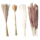 Natural Dried Pampas Grass Fluffy 15PCS White Pampas 15PCS Brown Pampas 50PCS Bunny Tail Grass 20PCS Reed Grass for Home Wedding Decor In Australia - Darrahopens