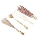 Natural Dried Pampas Grass Fluffy 15PCS White Pampas 15PCS Brown Pampas 50PCS Bunny Tail Grass 20PCS Reed Grass for Home Wedding Decor In Australia - Darrahopens