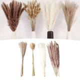Natural Dried Pampas Grass Fluffy 15PCS White Pampas 15PCS Brown Pampas 50PCS Bunny Tail Grass 20PCS Reed Grass for Home Wedding Decor